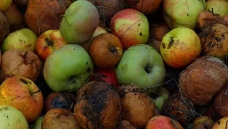 Rotten apple 2 version 2 530x300