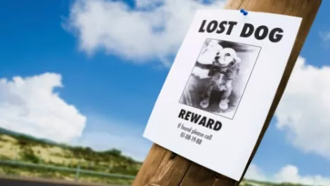 Lost pet
