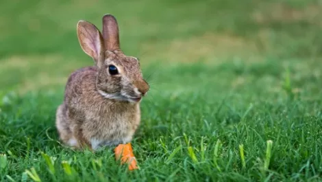 Rabbit with carrot