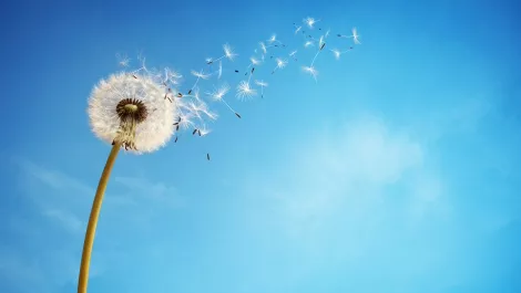 Dandelion