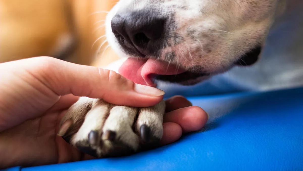 Qld RSPCA embraces video conferencing to save animals' lives