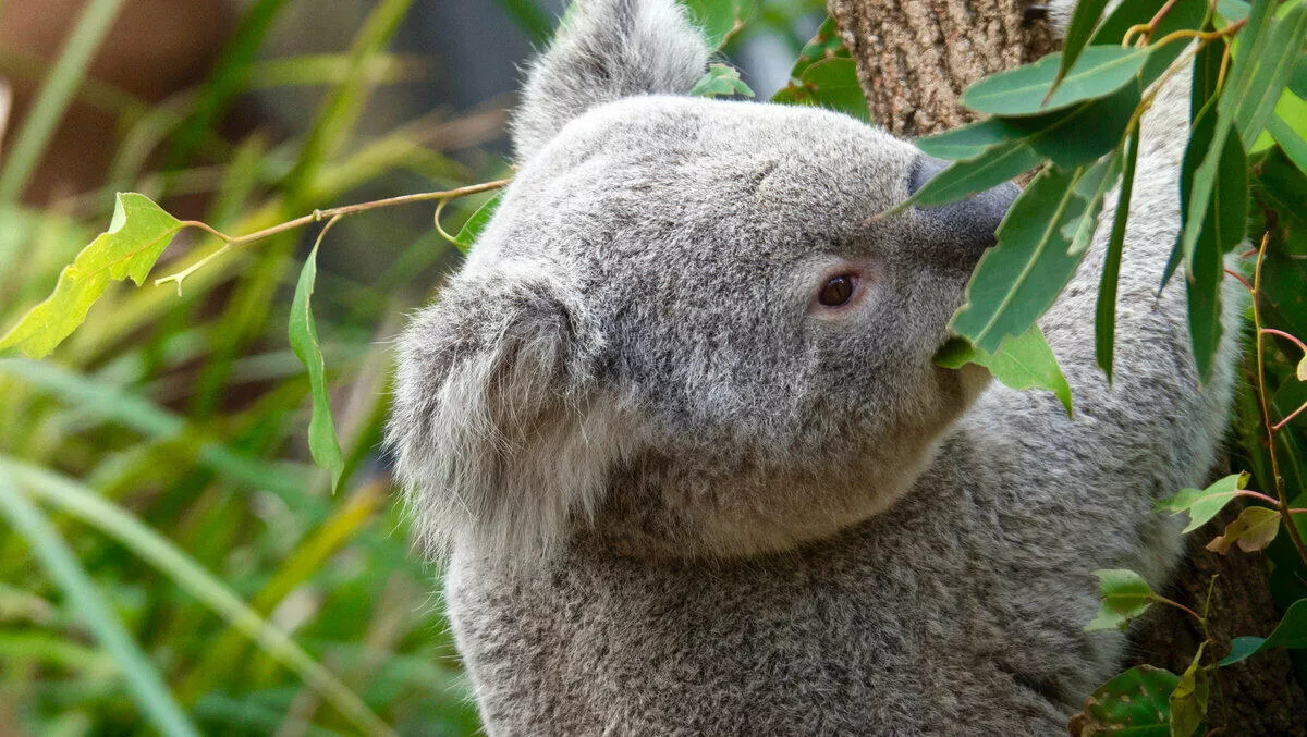 Aruba and Taronga Zoo partnership to transform visitor experiences